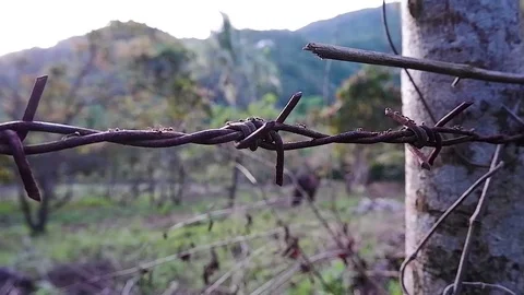 Ants run along barbed wire. Video stock 122505815