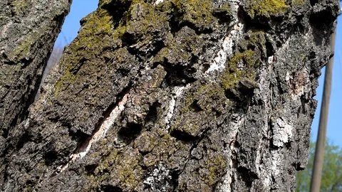 Ants run along their paths in the bark of a tree Video stock 92237516