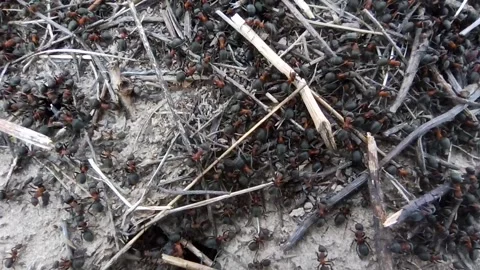 Ants run in ant hill. Ants fussing around in holes of anthill Video stock 160931172