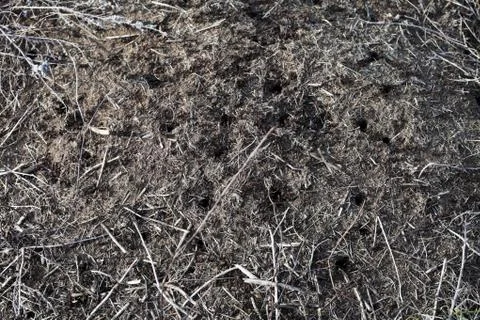Ants run on anthill background texture Foto stock