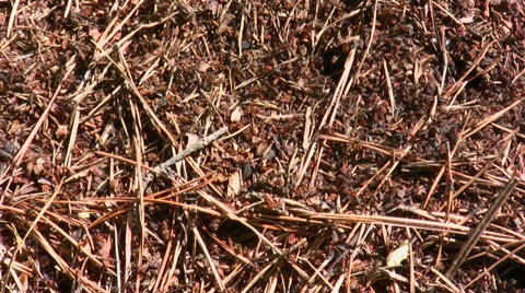 Ants run in an anthill Stock Footage 49680419