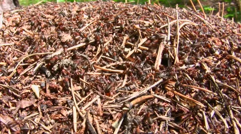 Ants run in an anthill Stock Footage 50126207