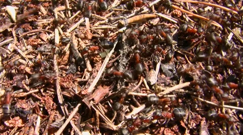 Ants run in an anthill Stock Footage 50960192