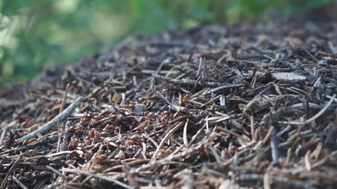 Ants run around the anthill in the summer and prepare supplies for the winter . Stock-Footage 246924527