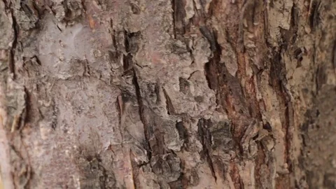 Ants Run Down the Tree Stock-Footage 80014828