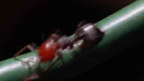 Ants run fast on a wire. 動画素材 242656778