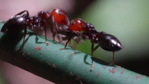 Ants run fast on a wire. 库存影片 242656881