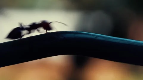Ants run fast on a wire. 動画素材 243719091