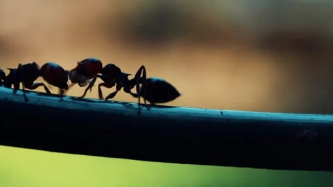 Ants run fast on a wire. 動画素材 243719200