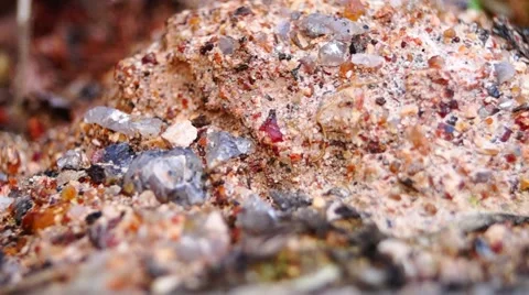 The ants in the run Stock Footage 45951327