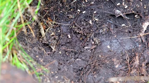 Ants run in the ground, in the soil, carry eggs close-up Stock Footage 247149088