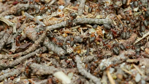 Ants run inside and outside anthill. Group of insects Stock Footage 203891241