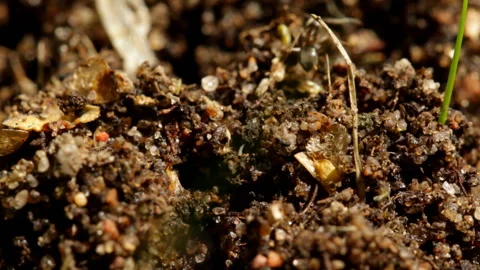 Ants run macro 库存影片 147651077