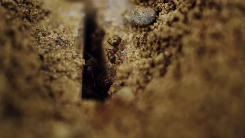 Ants run out of the anthill Stock Footage 129671026