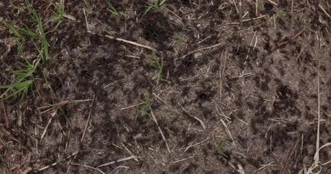 Ants run quickly around the anthill. Stock Footage 156522165