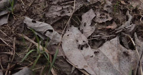 Ants run quickly around the anthill. Stock Footage 156522175