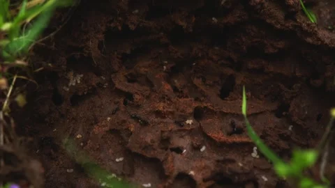 Ants run on red ground. Macro photography of insects in their natural habitat. Stock Footage 269214528