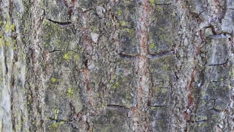 Ants run on a trunk of a tree 스톡 동영상 76129505