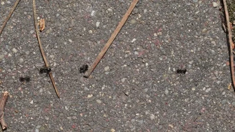 Ants runing around Stock Footage