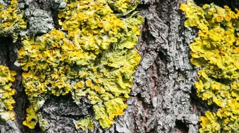 Ants running along the tree bark. Stock Footage 50367606