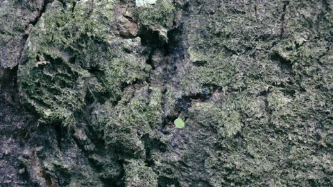 Ants running up and down tree in the jungle Stock-Footage 82176039