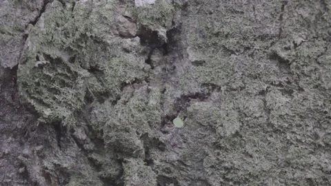 Ants running up and down tree in the jungle slog2 Stock-Footage 82444818