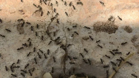 Ants running to anthill Stock Footage 96449833