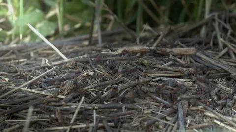 Ants running around an anthill Stock Footage 75734851
