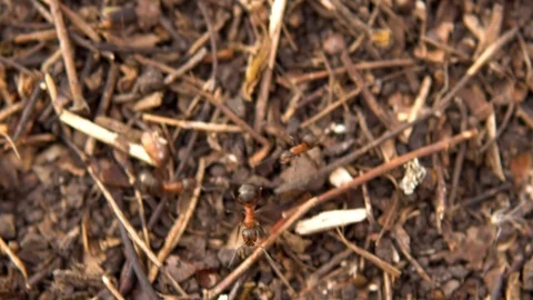 Ants running around the anthill. Wild nature. Close-up Vídeos de archivo 117178670