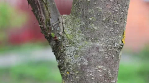 Ants Running Around The Tree Stock Footage 49994931