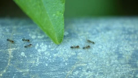 Ants Running Back And Forth Insect Footage Stock Footage 133763526