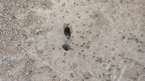 Ants Running Back to Hole - Massive Ants Colony Nigeria 2K 動画素材 320722084