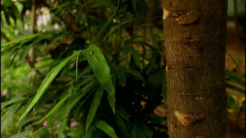 Ants running on a bamboo trunk Stock Footage 79201246
