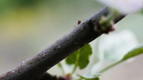 Ants running on a branch, macro shooting Stock Footage 89788485