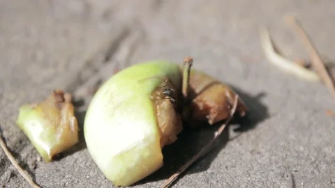 Ants running at broken apple Video stock 73783977