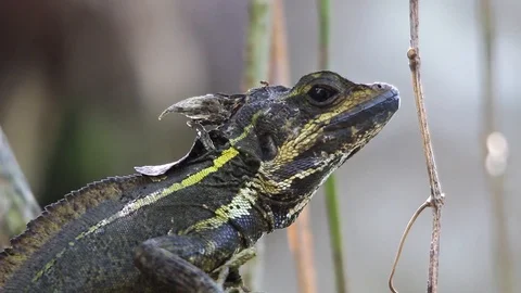 Ants running on brown basilisk head 스톡 동영상 111451873