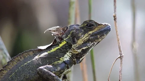 Ants running on brown basilisk head Stock-Footage 111451877