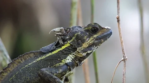Ants running on brown basilisk head 스톡 동영상 111451885