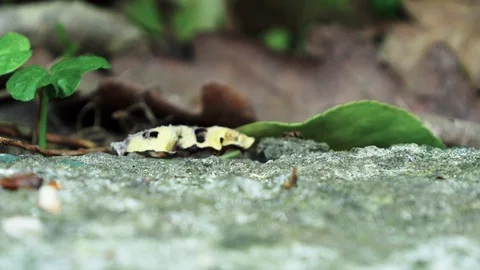 Ants running Close Up Macro Stock Footage 88999875