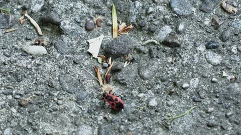 Ants running Close Up Macro Video stock 88999891