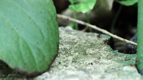 Ants running Close Up Macro Stock Footage 88999902