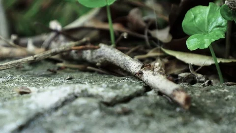 Ants running Close Up Macro Stock Footage 88999911