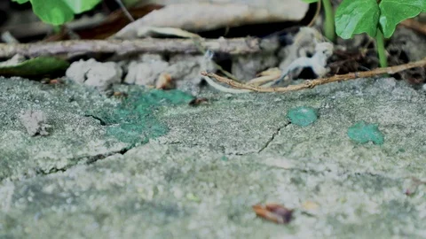 Ants running Close Up Macro Stock Footage 88999920