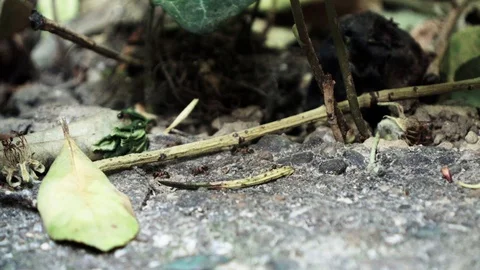 Ants running Close Up Macro Video stock 88999933