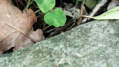 Ants running Close Up Macro Video stock 88999934