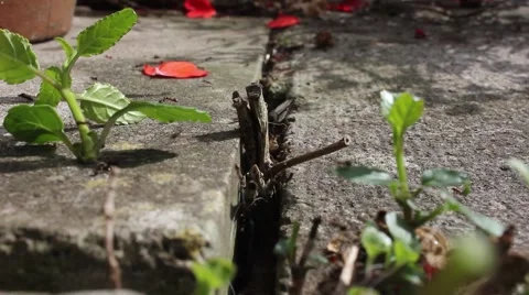 Ants running on concrete, Close up Stock-Footage 40456693