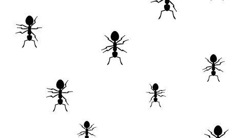 Ants running down 스톡 동영상 90453691
