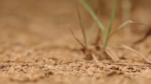 Ants running fast on footpath (strobe) Stock Footage 37449546
