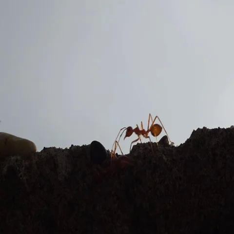 Ants running fast on the ground Stock Footage 69590720