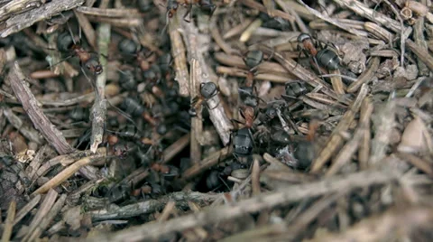 Ants running Видео 39307070